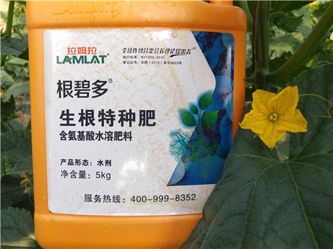 根碧多，菌劑，安碧解