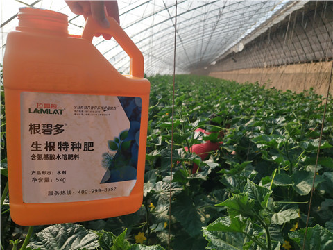 根碧多，菌劑，安碧解