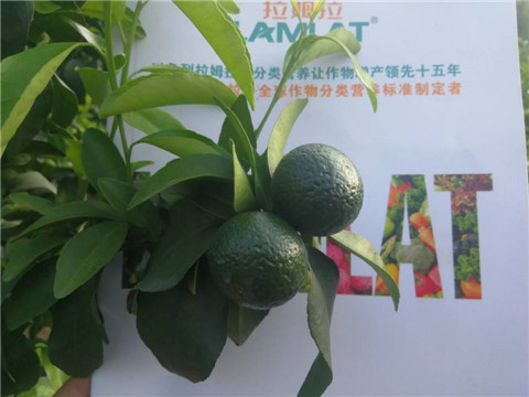菌劑，水溶肥，