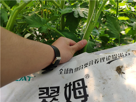 菌劑，拉姆拉