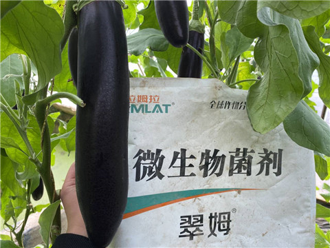 微生物菌劑，拉姆拉