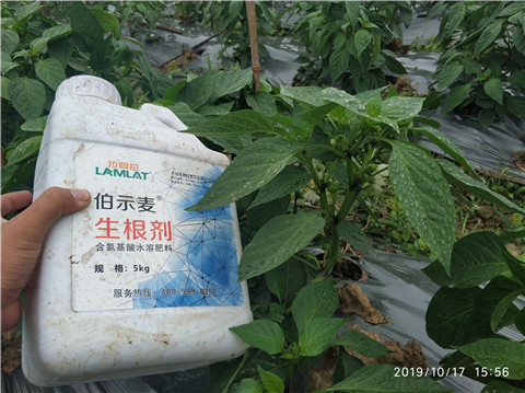 生根劑，伯示麥