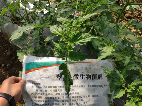 微生物菌劑 ，拉姆拉翠姆