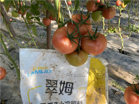 水溶肥，拉姆拉 