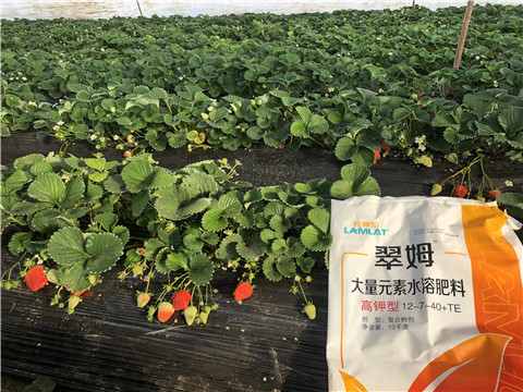 水溶肥，葉面肥，根碧多