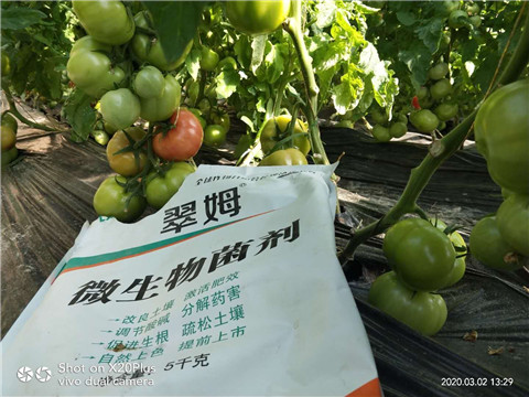 微生物菌劑，根碧多，磷酸二氫鉀