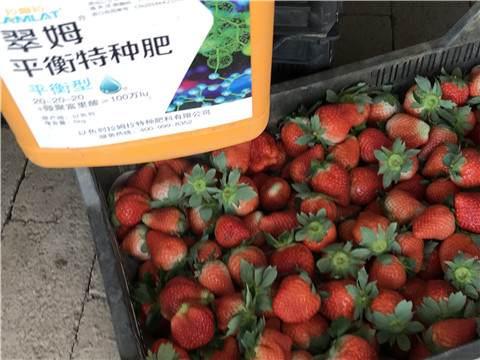 沖施肥，磷酸二氫鉀
