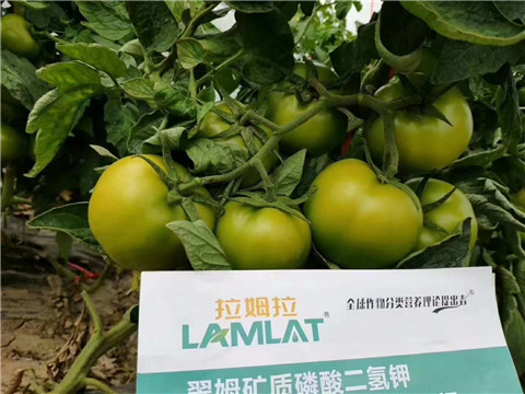 磷酸二氫鉀，鈣肥，水溶肥