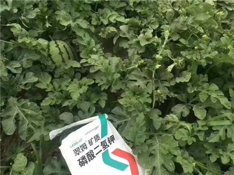 磷酸二氫鉀，硼肥，沖施肥