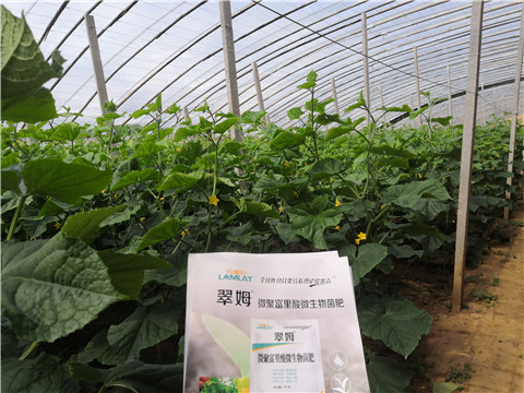 微生物菌劑，拉姆拉