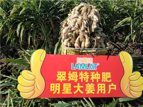 微生物菌劑，拉姆拉