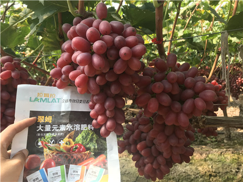 水溶肥，拉姆拉
