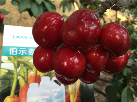 生根劑，微生物菌劑，拉姆拉，伯示麥