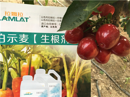 生根劑，微生物菌劑，拉姆拉，伯示麥