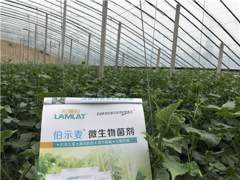 微生物菌劑，生根劑，拉姆拉