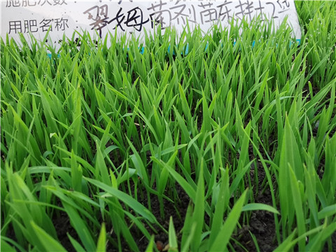 微生物菌劑，拉姆拉