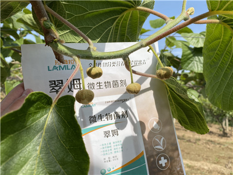 微生物菌劑，拉姆拉