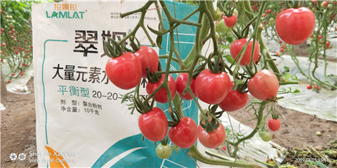 水溶肥，翠姆，拉姆拉