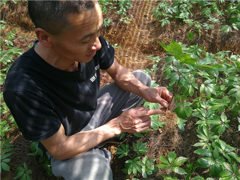 微生物菌劑，翠姆，拉姆拉