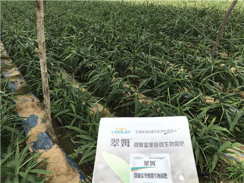 微生物菌劑，翠姆，拉姆拉