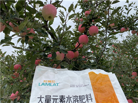 進口水溶肥品牌，拉姆拉，翠姆