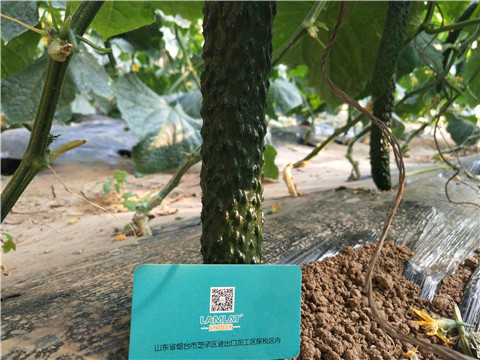 葉面肥，安碧解，除草劑藥害