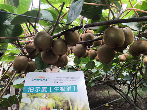 微生物菌劑，生根劑，伯示麥，拉姆拉