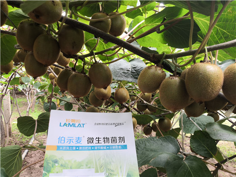 微生物菌劑，生根劑，伯示麥，拉姆拉