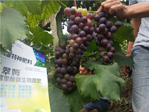 微生物菌劑，拉姆拉，翠姆