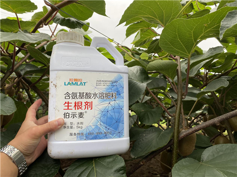 水溶肥，生根劑，微生物菌劑，伯示麥，拉姆拉