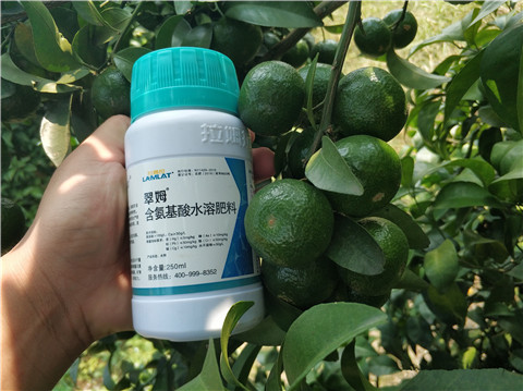 葉面肥，拉姆拉，翠姆