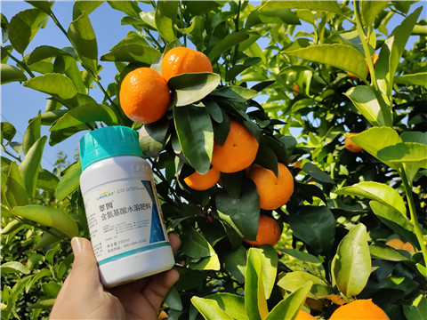 葉面肥，拉姆拉，翠姆