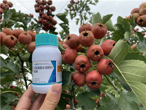 葉面肥，拉姆拉，翠姆