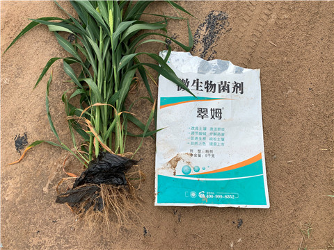 微生物菌劑，拉姆拉，翠姆