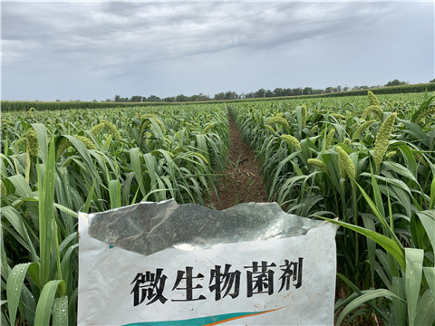 微生物菌劑，拉姆拉，翠姆