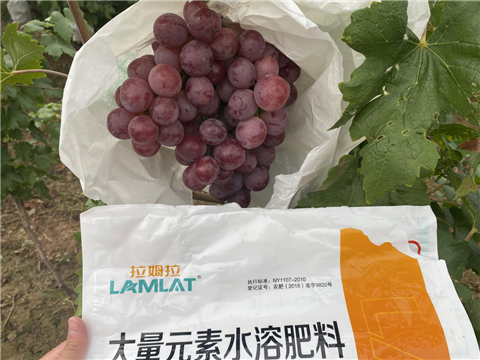 大量元素水溶肥，拉姆拉，翠姆