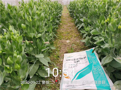 大量元素水溶肥，拉姆拉，翠姆