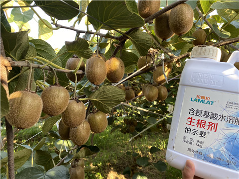 進(jìn)口水溶肥，拉姆拉，伯示麥