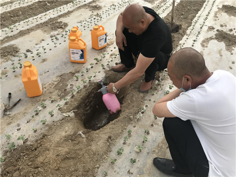 棉花，水溶肥，拉姆拉，翠姆