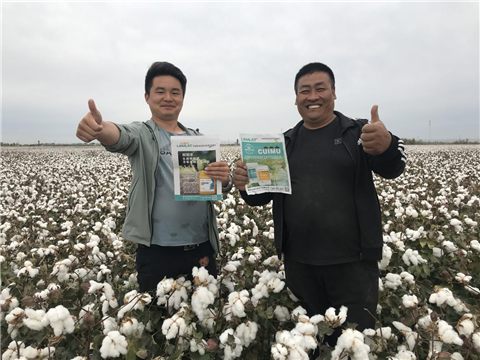 棉花，水溶肥，拉姆拉，翠姆