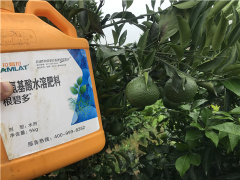 水溶肥，拉姆拉，翠姆