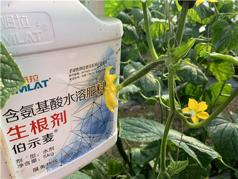 水溶肥，拉姆拉，伯示麥