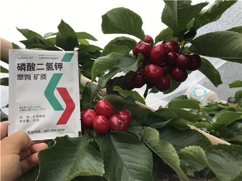 水溶肥，拉姆拉，翠姆