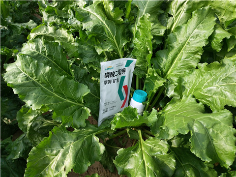 水溶肥，拉姆拉，翠姆