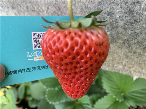水溶肥，拉姆拉，翠姆