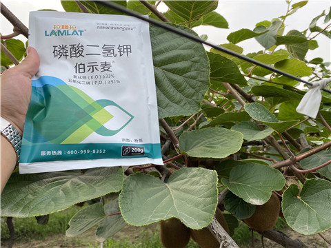 磷酸二氫鉀，拉姆拉，伯示麥