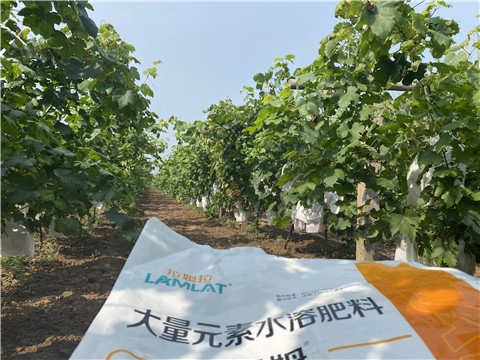 大量元素水溶肥，拉姆拉，翠姆