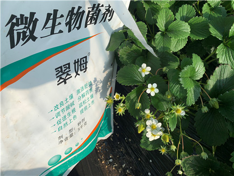 微生物菌劑，拉姆拉，翠姆