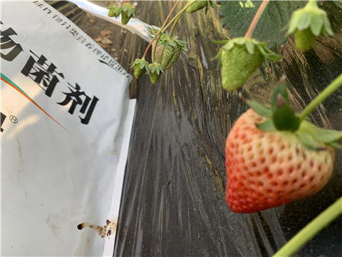 微生物菌劑，拉姆拉，翠姆