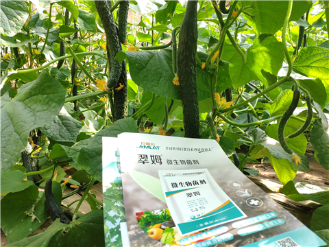 水溶肥，拉姆拉，翠姆